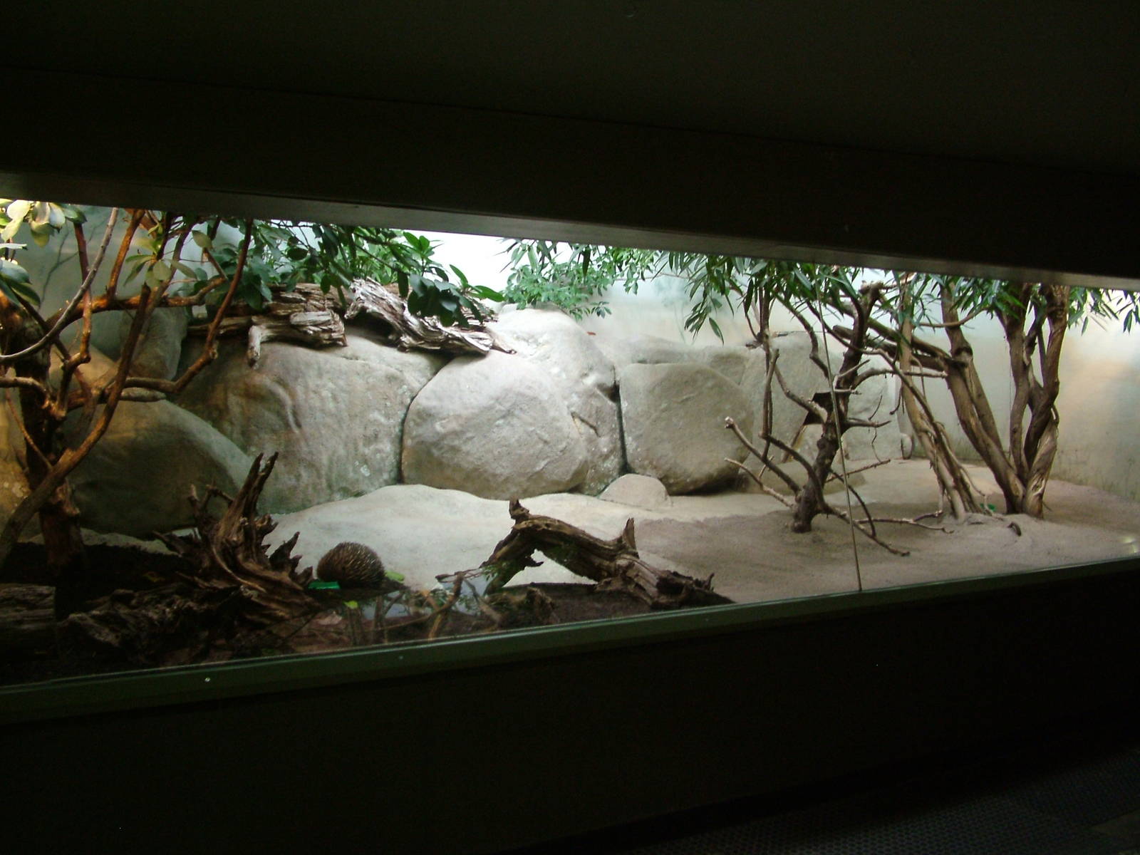 Echidna and Frogmouth Exhibit at Frankfurt 31/08/10