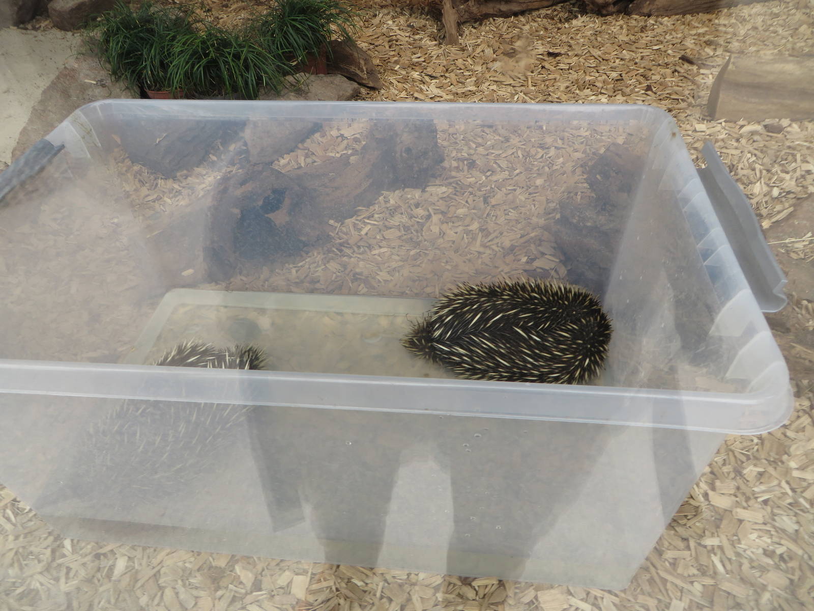 Echidna bathing time