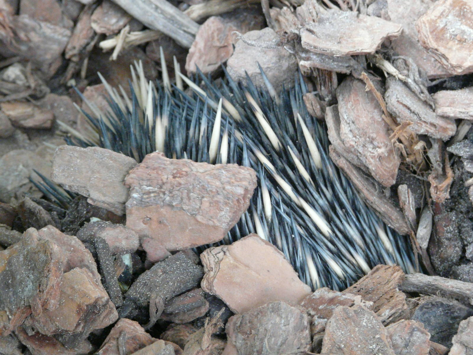 Echidna burying itself in bark