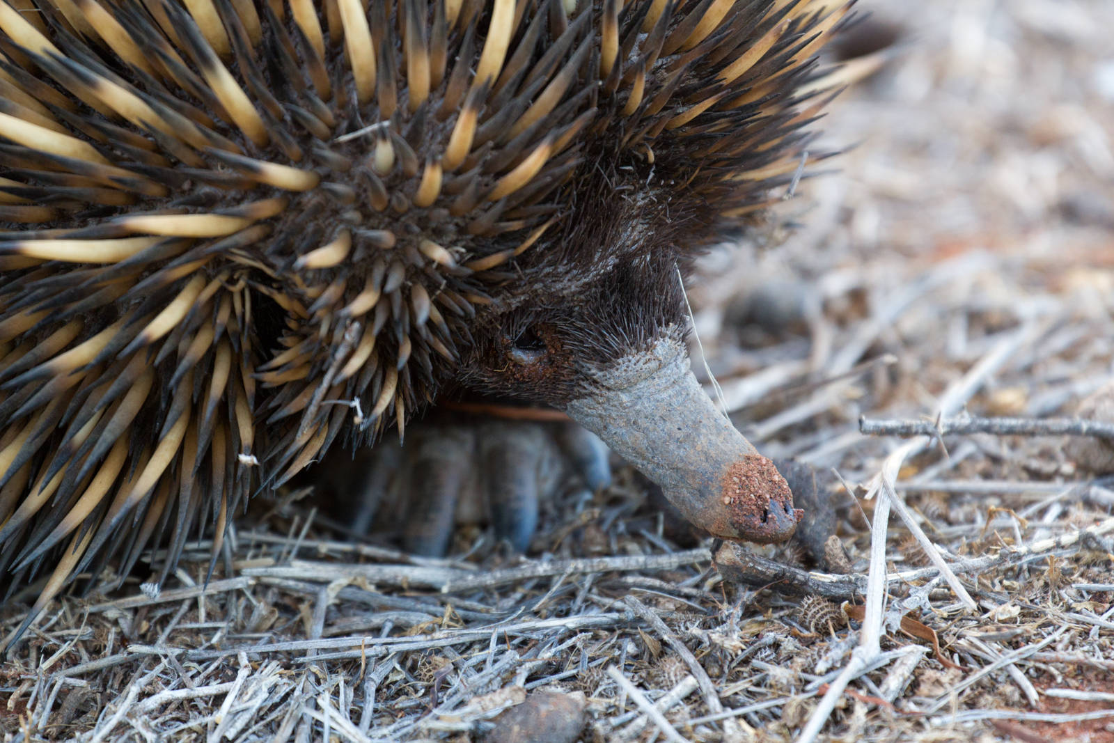 Echidna closeup