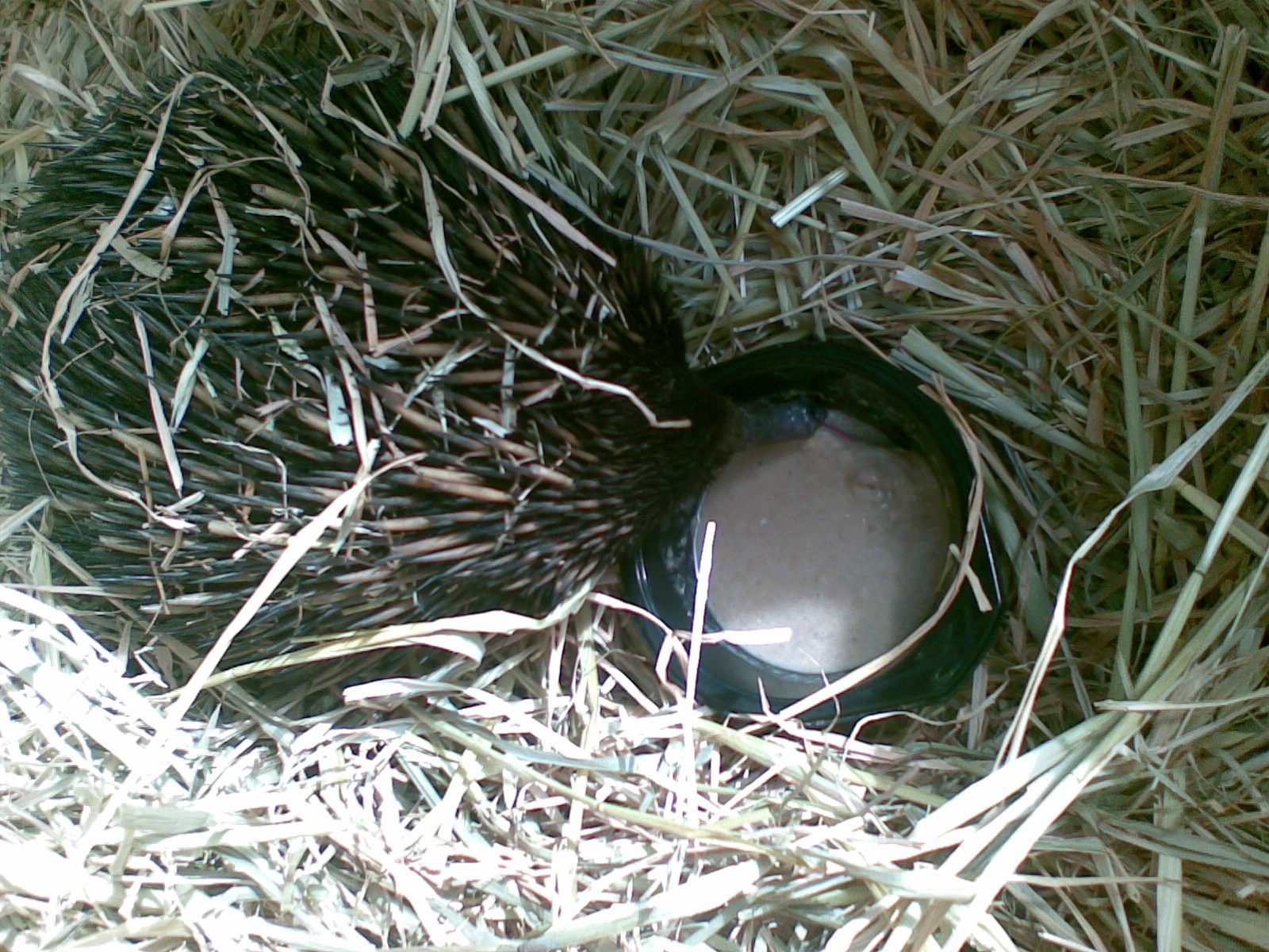 Echidna eating its Meat soup