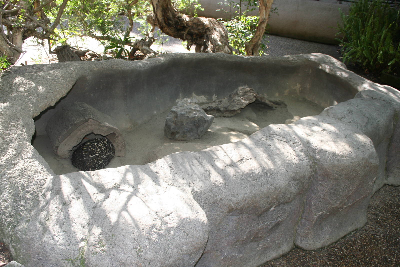 Echidna enclosure - childrens zoo