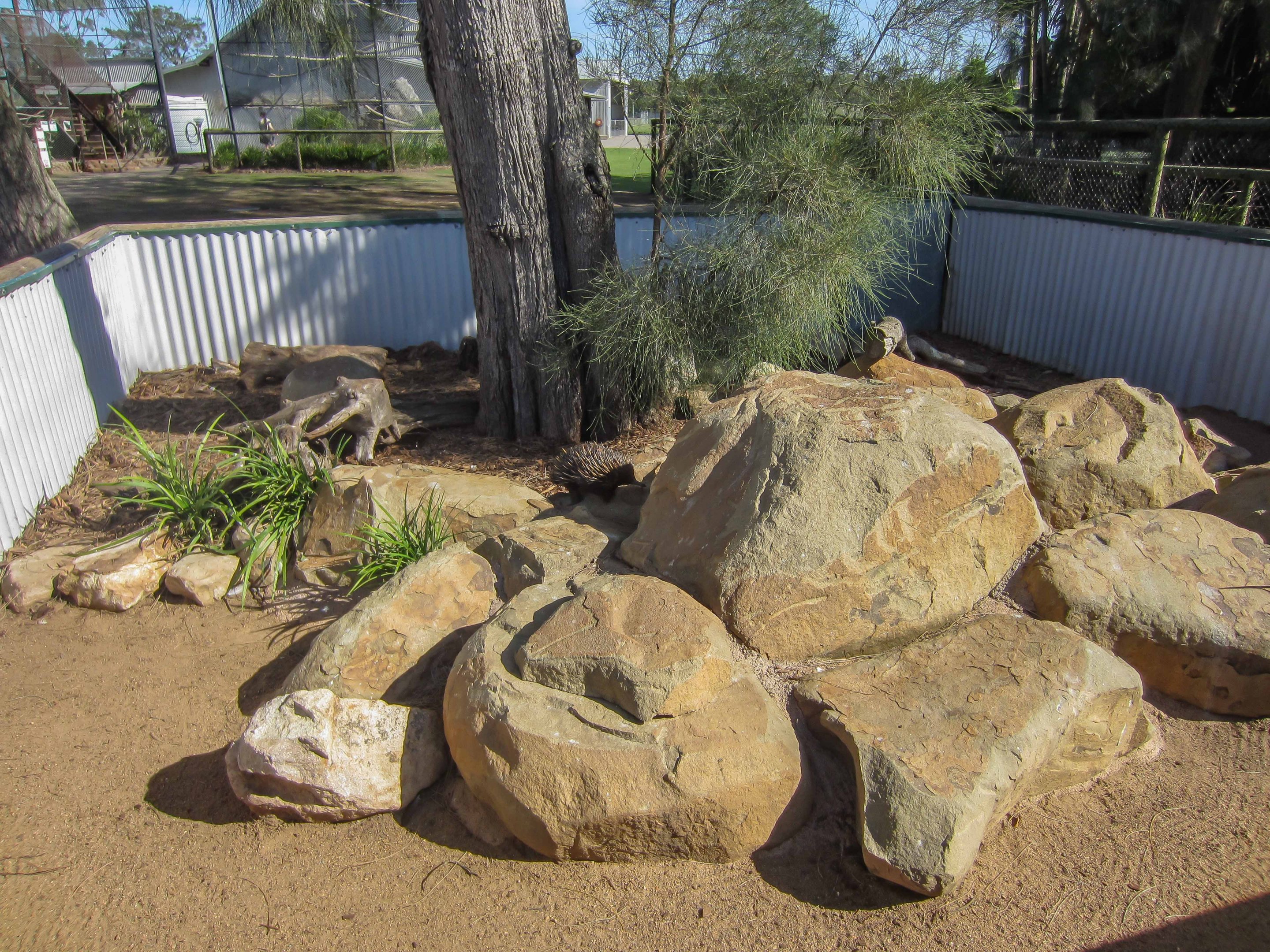 Echidna enclosure