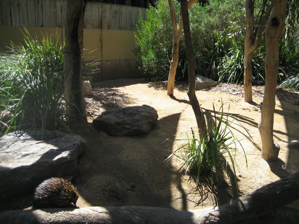 Echidna enclosure