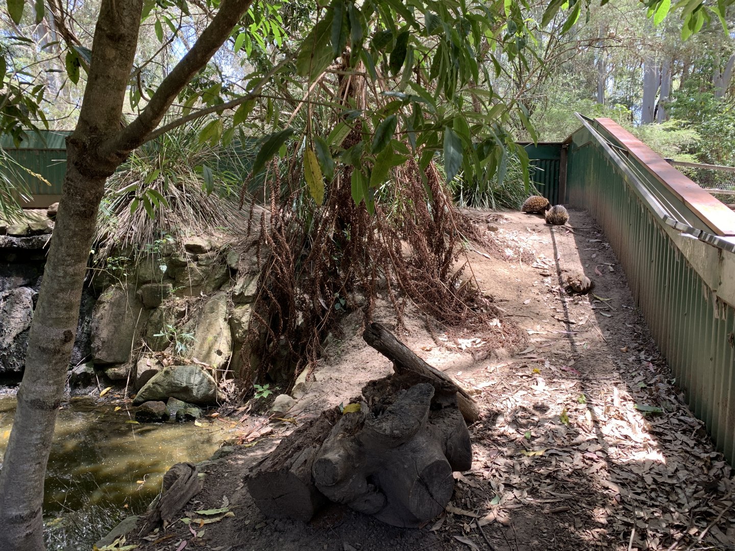 Echidna Exhibit (Potoroo Palace)