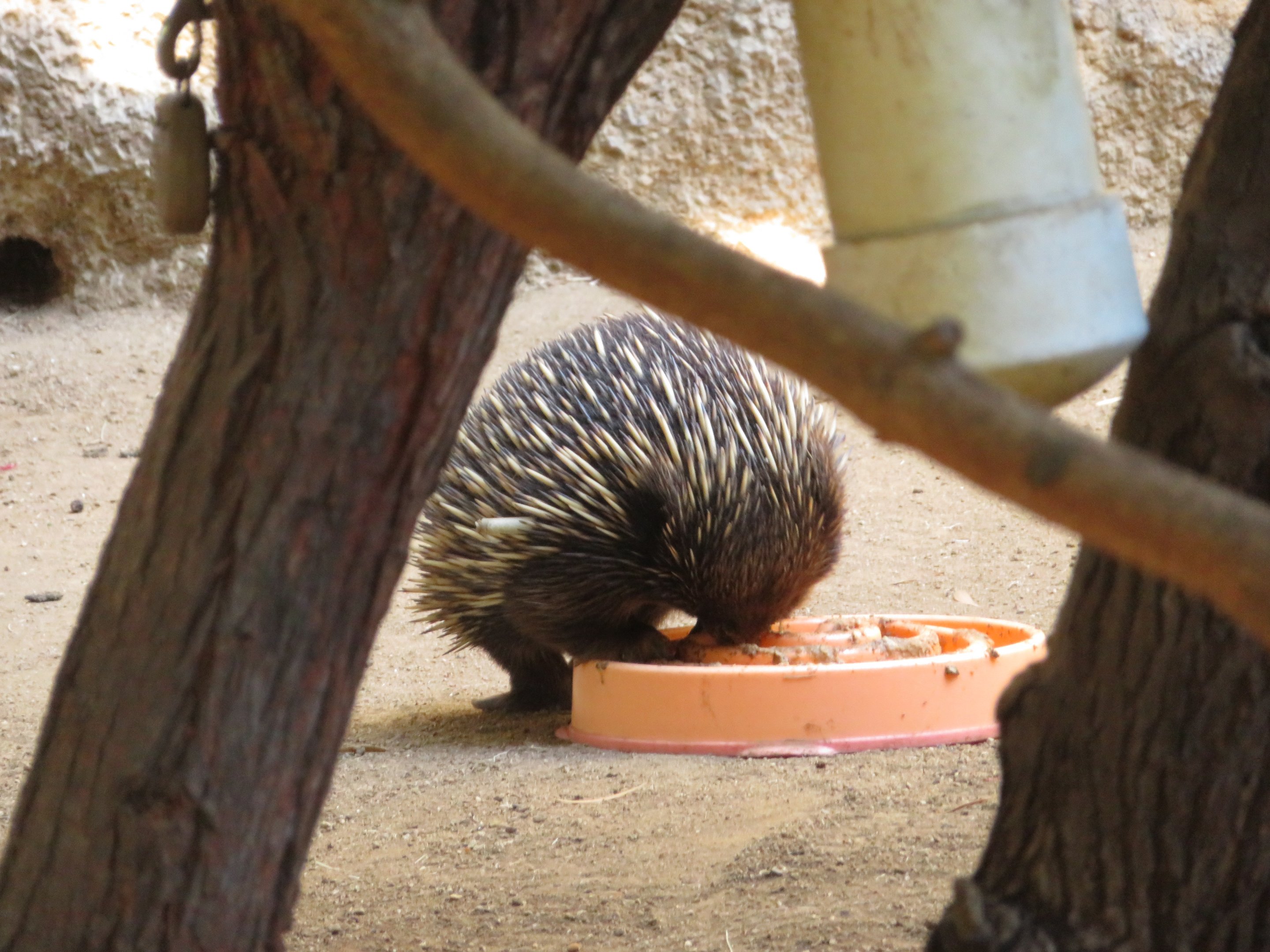 Echidna Feeding
