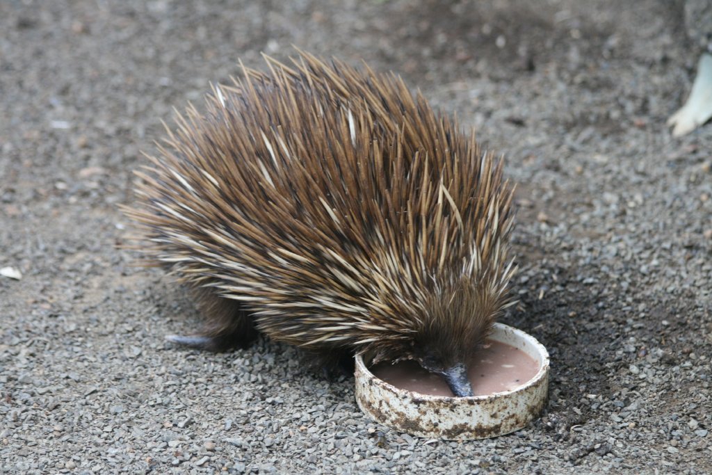 Echidna feeding