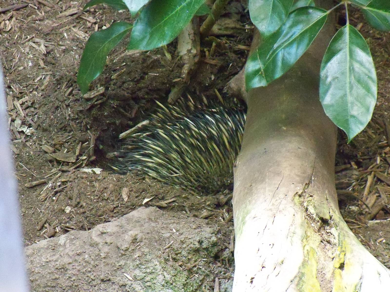 Echidna, hiding in a burrow