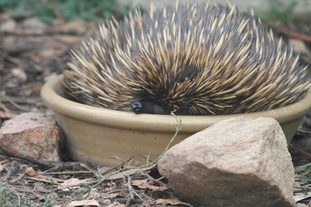Echidna in Waterbowl
