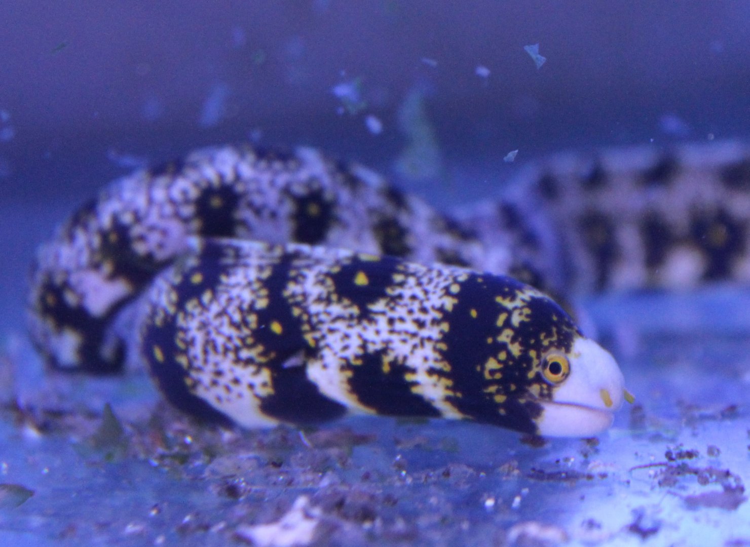 Echidna nebulosa - Star morey-eel