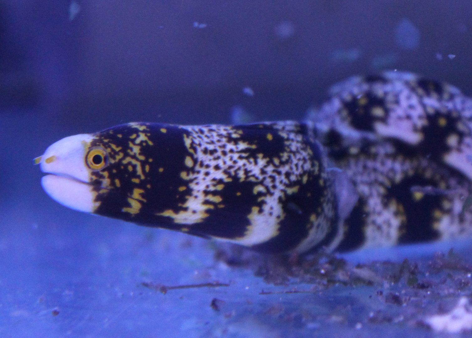 Echidna nebulosa - Star morey-eel