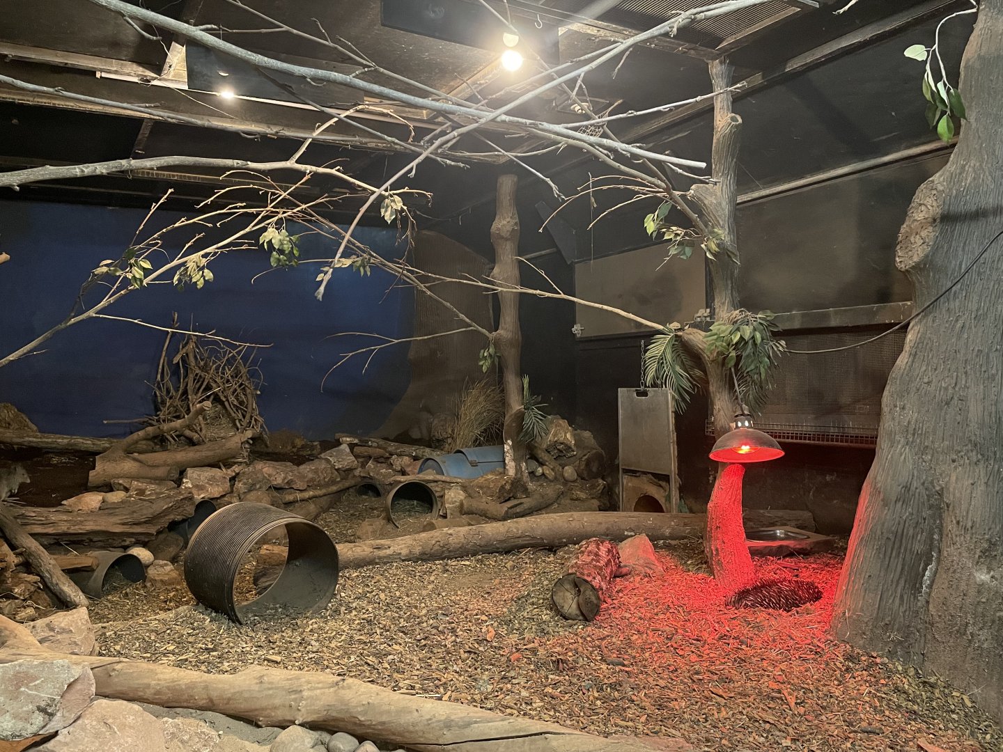 Echidna/Nocturnal House (3)