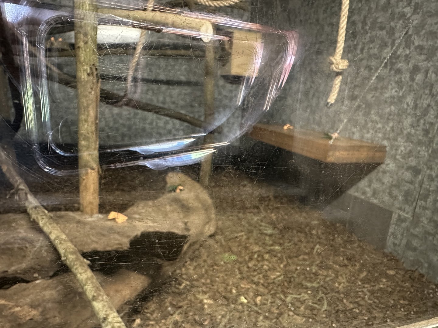 Echidna / Possum Enclosure at Hamerton Zoo Park (October 2023)