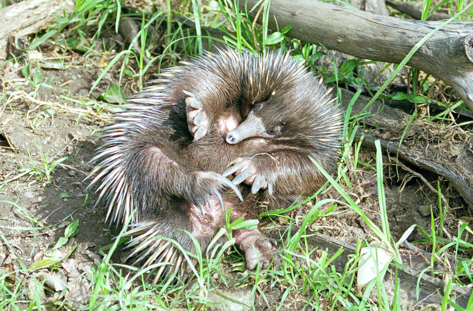 Echidna rollover - Taronga Zoo - 1999