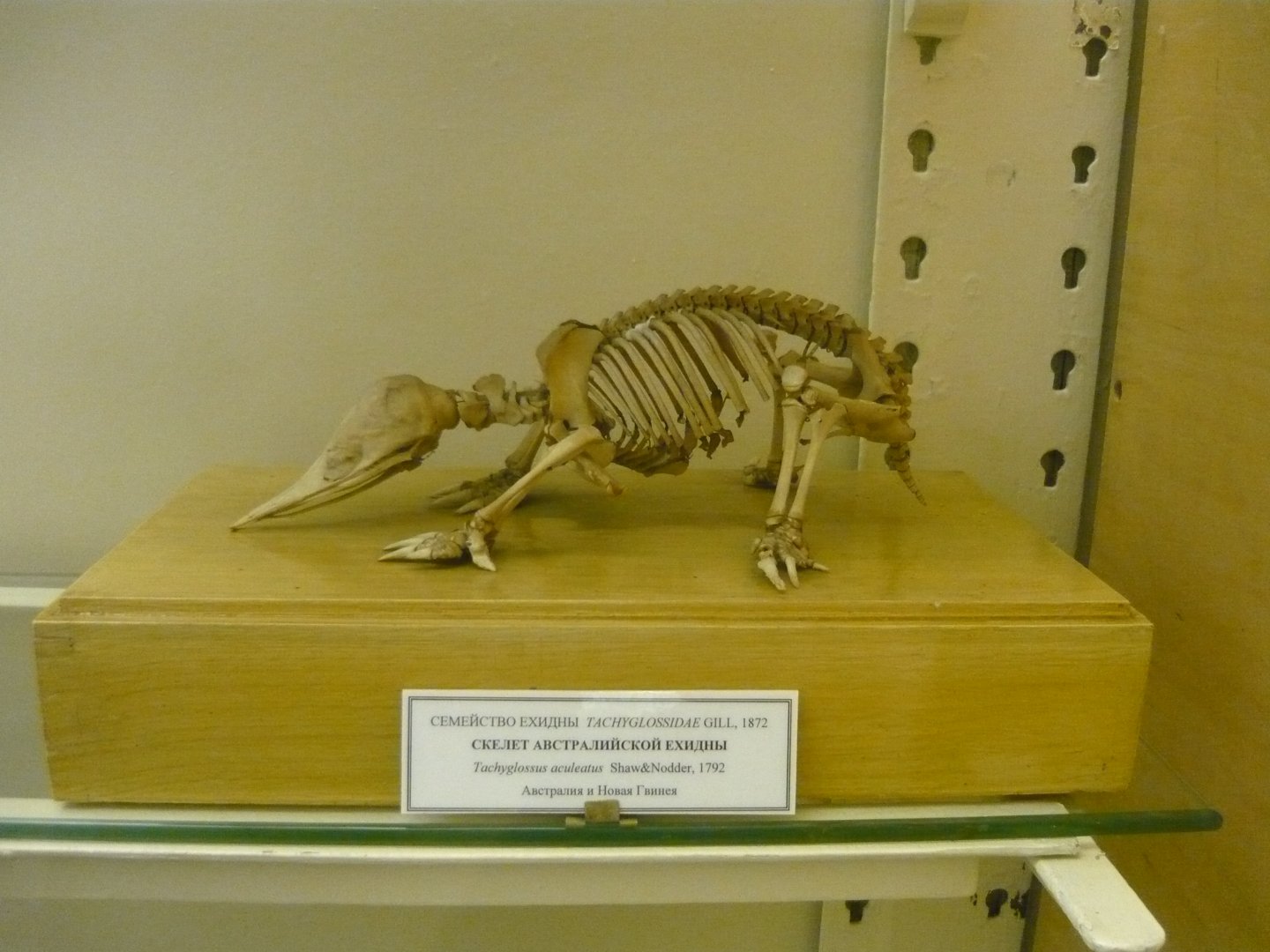 Echidna skeleton