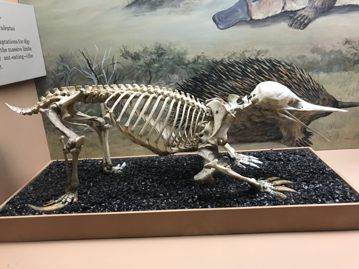 Echidna Skeleton
