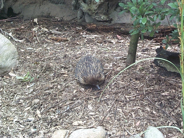 echidna streets animals of the wallomi