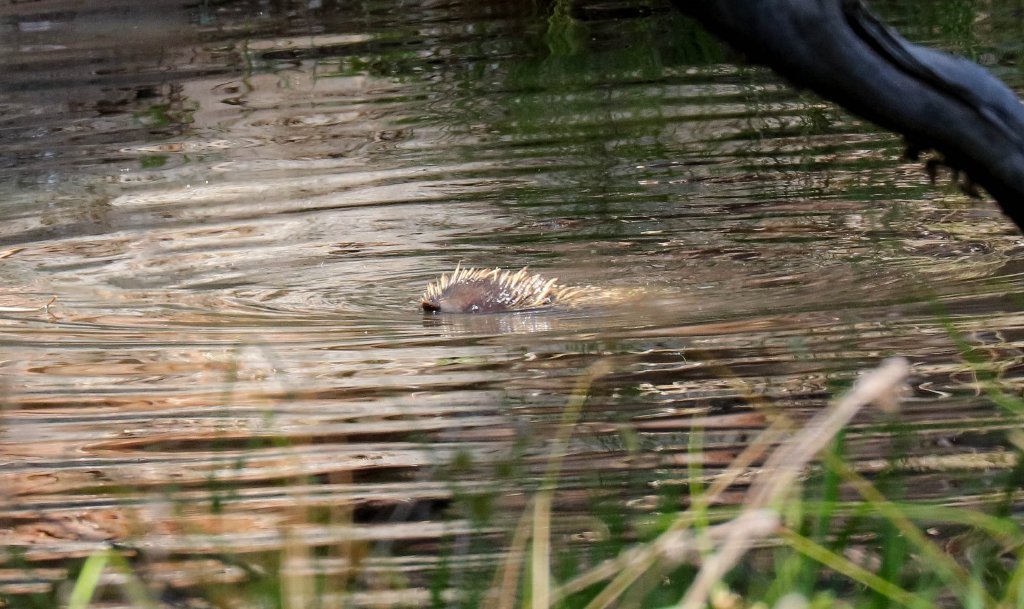 Echidna swimming