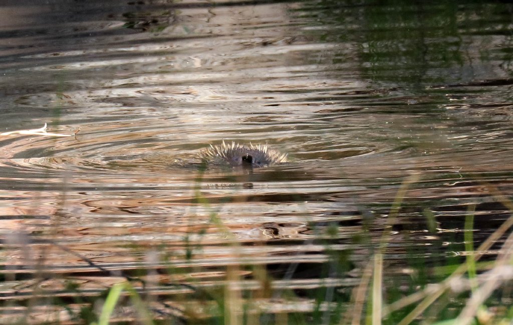 Echidna swimming