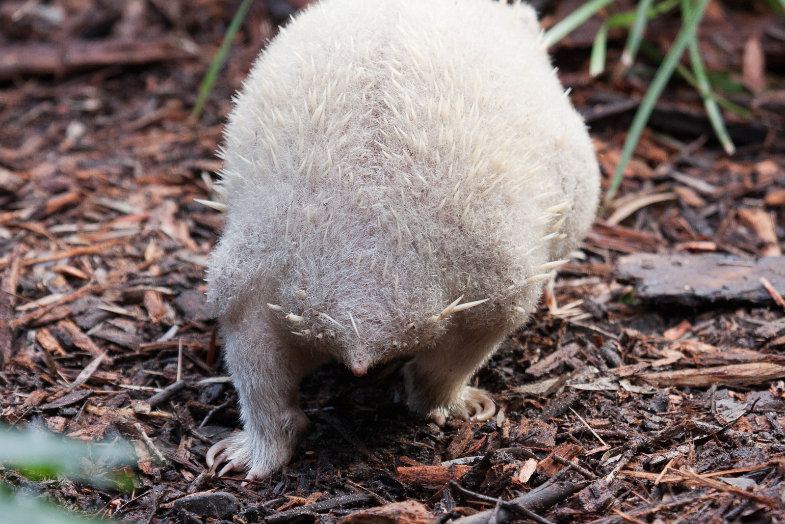 Echidna tail!