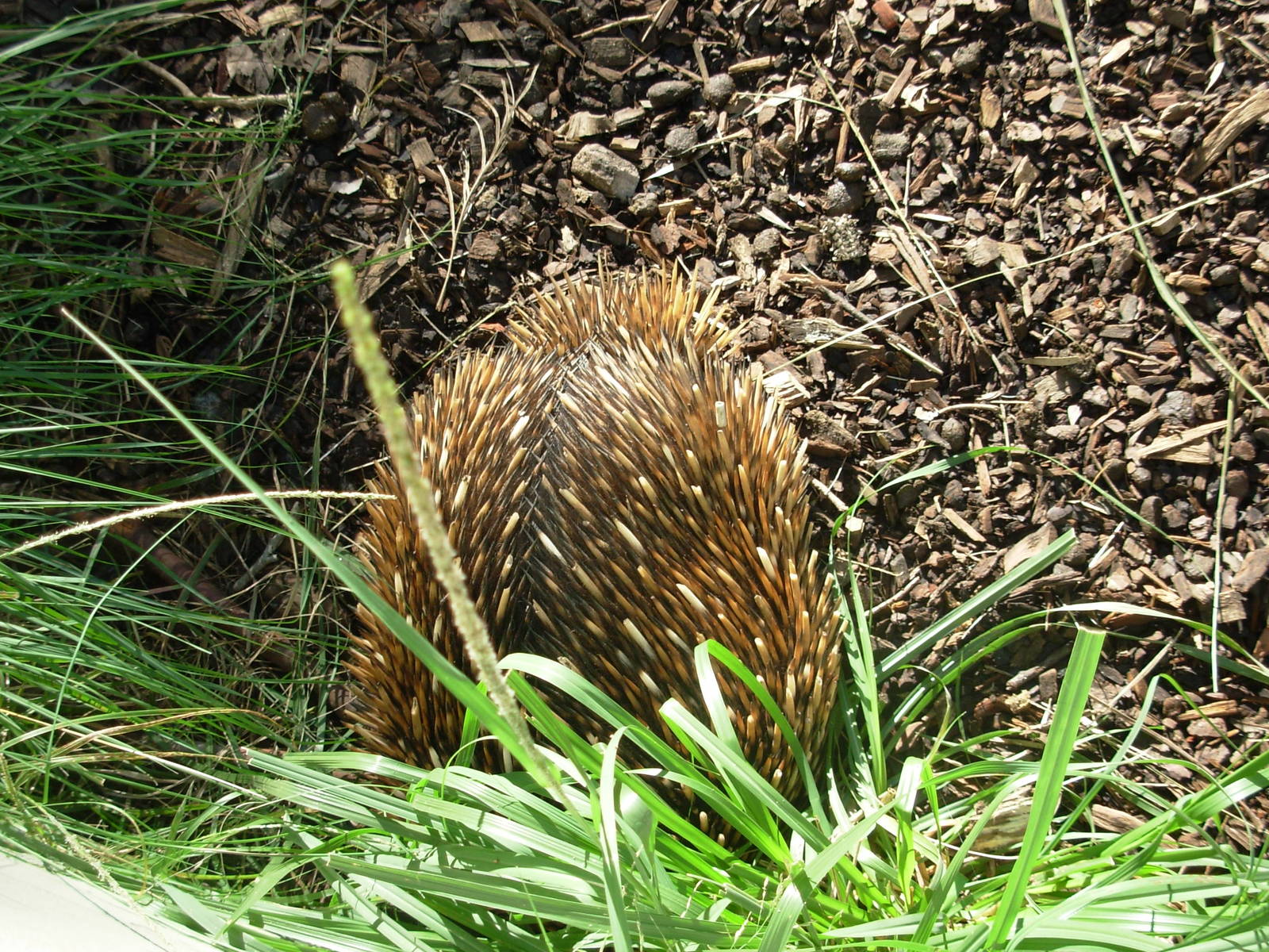 Echidna - Taronga Zoo
