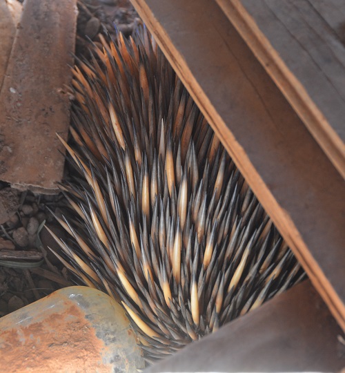 Echidna under old shed floor.