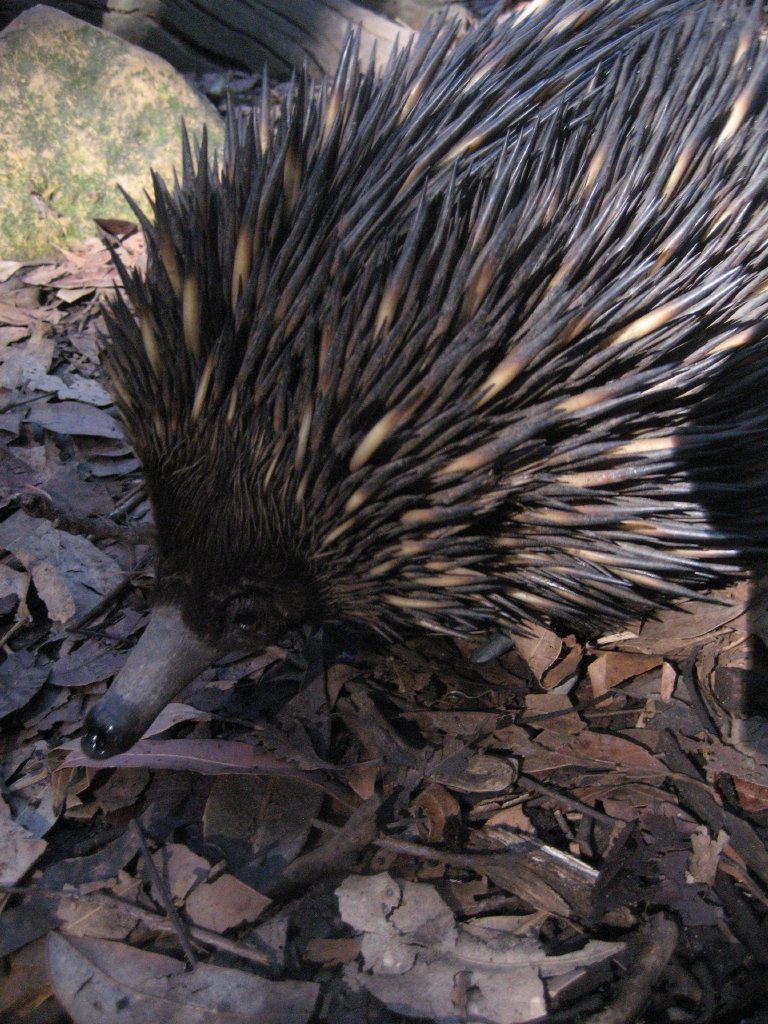 Echidna