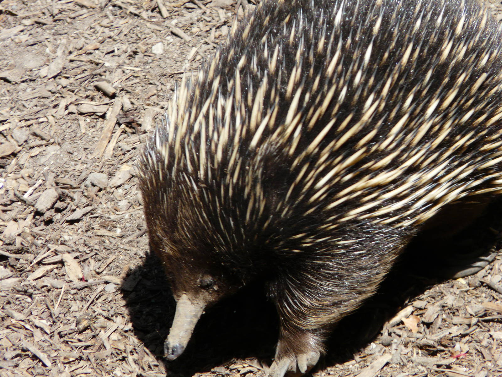 Echidna