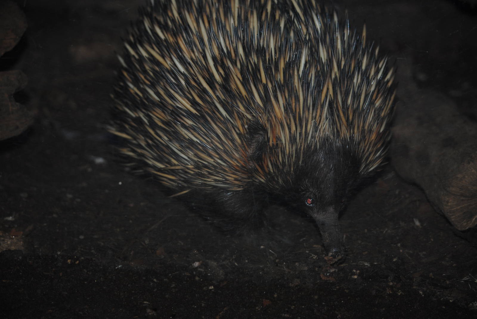 Echidna