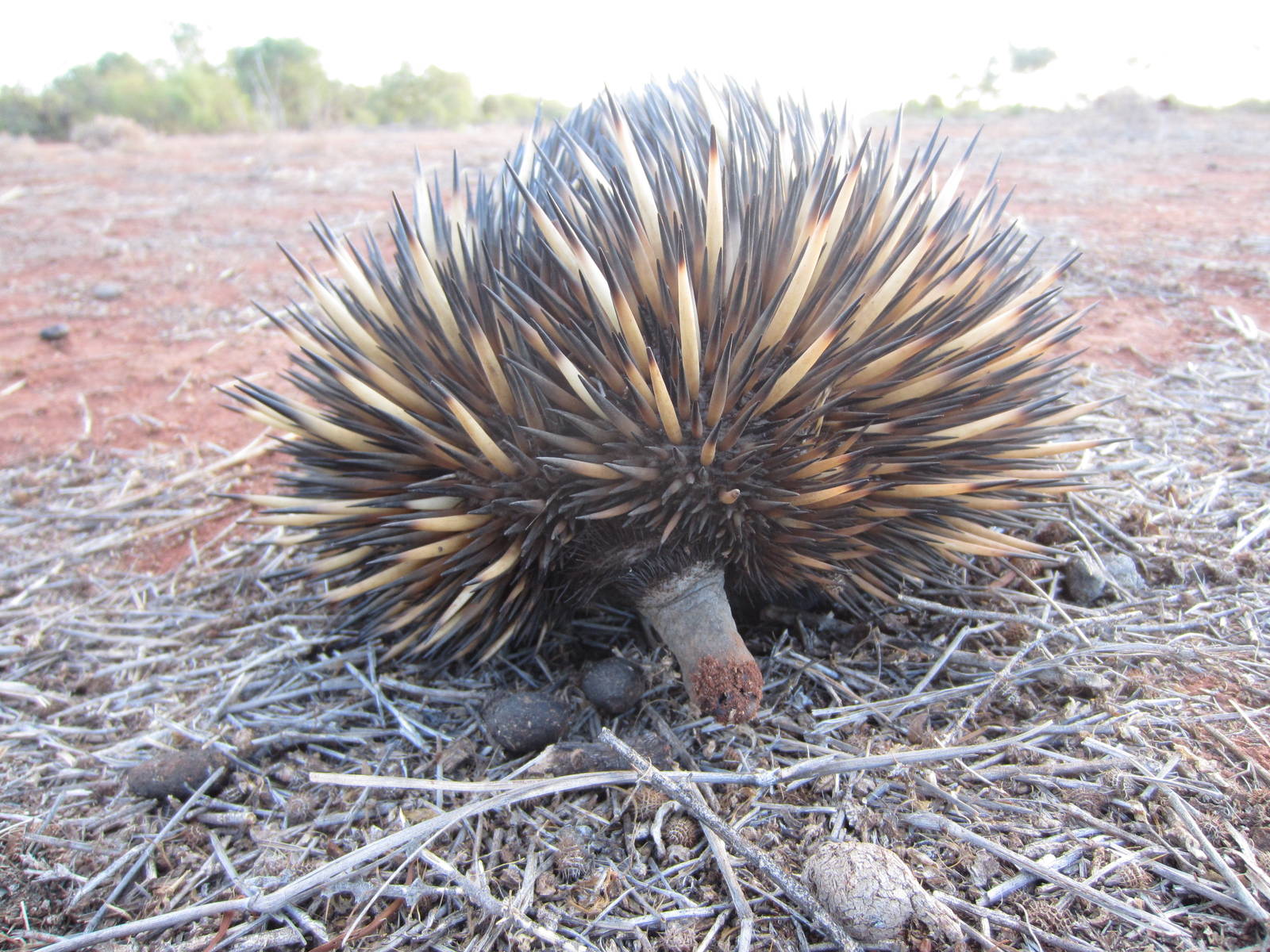 Echidna