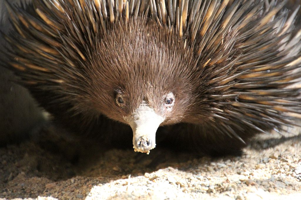 Echidna
