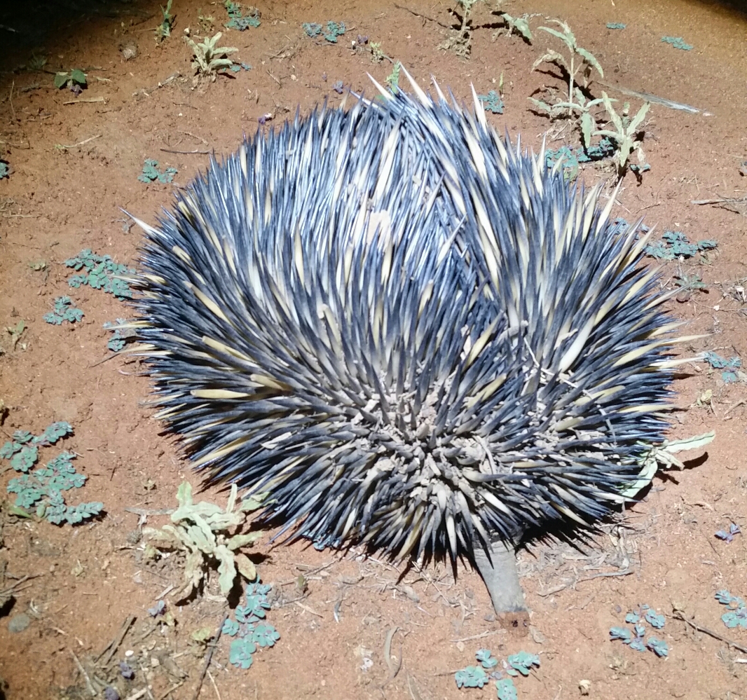 Echidna