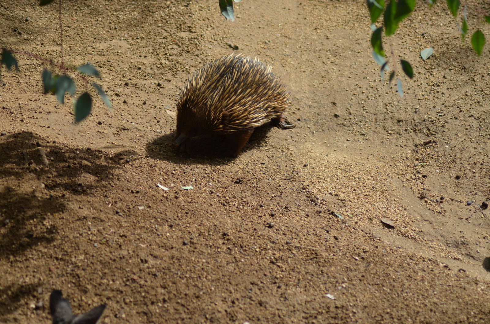 Echidna