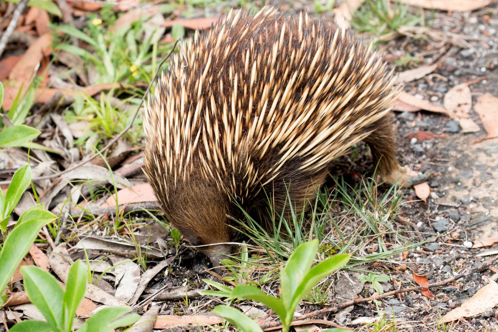 Echidna