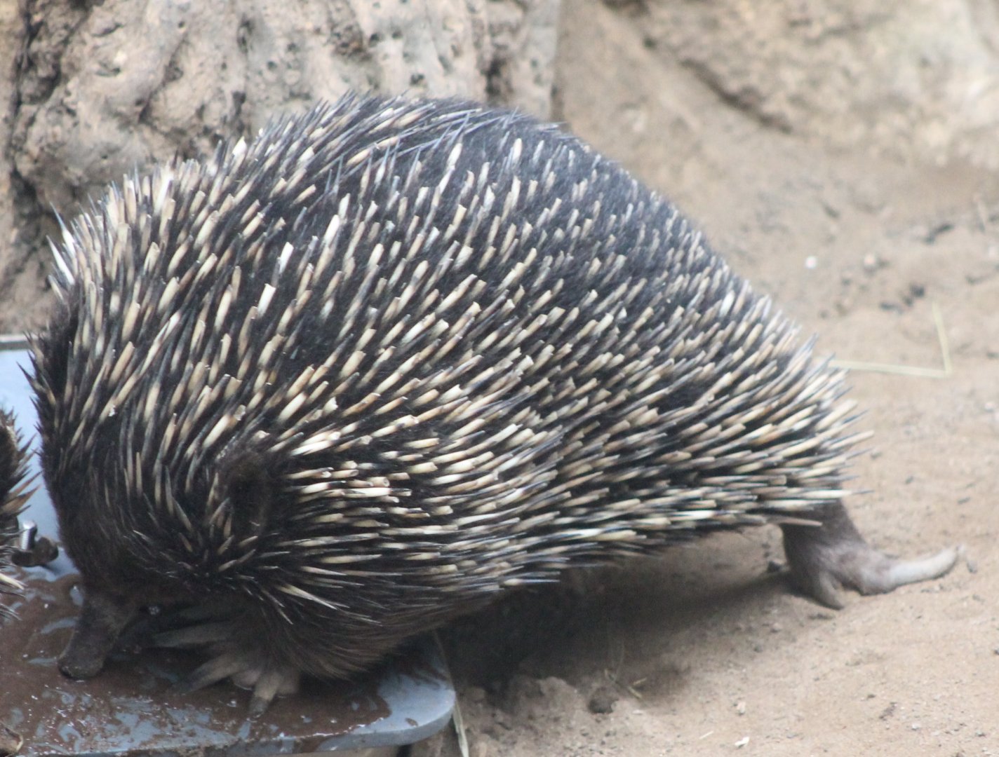 Echidna