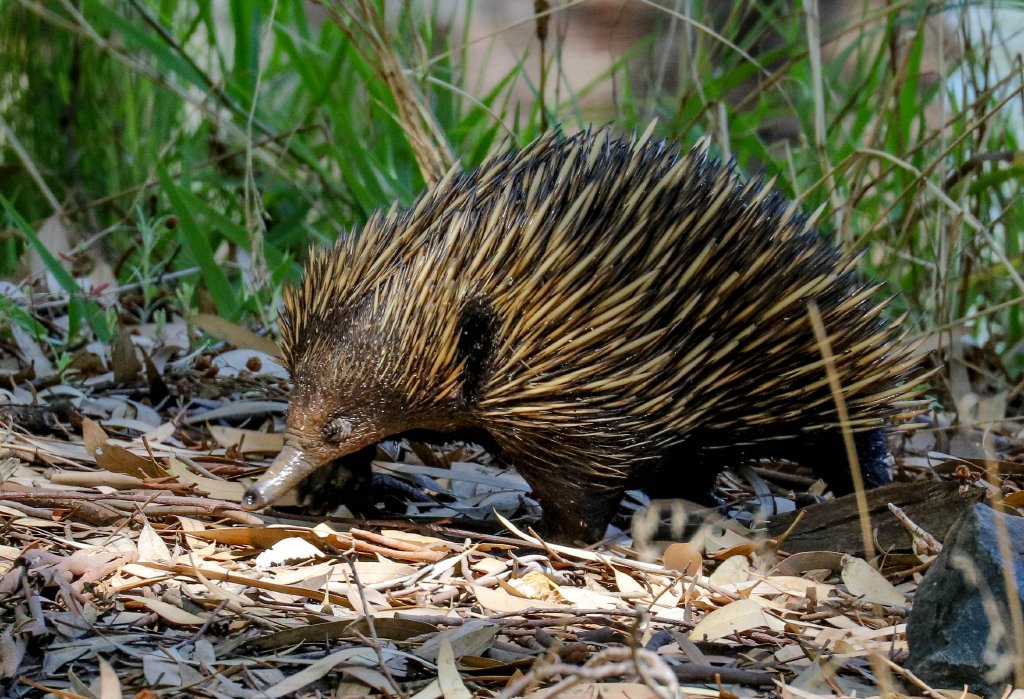 Echidna