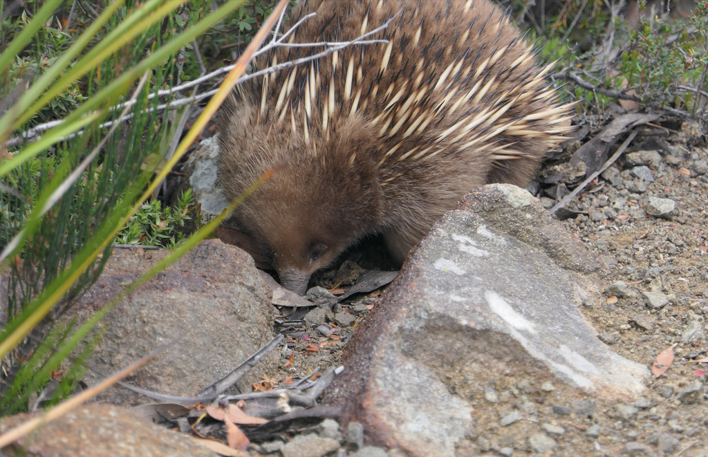 Echidna