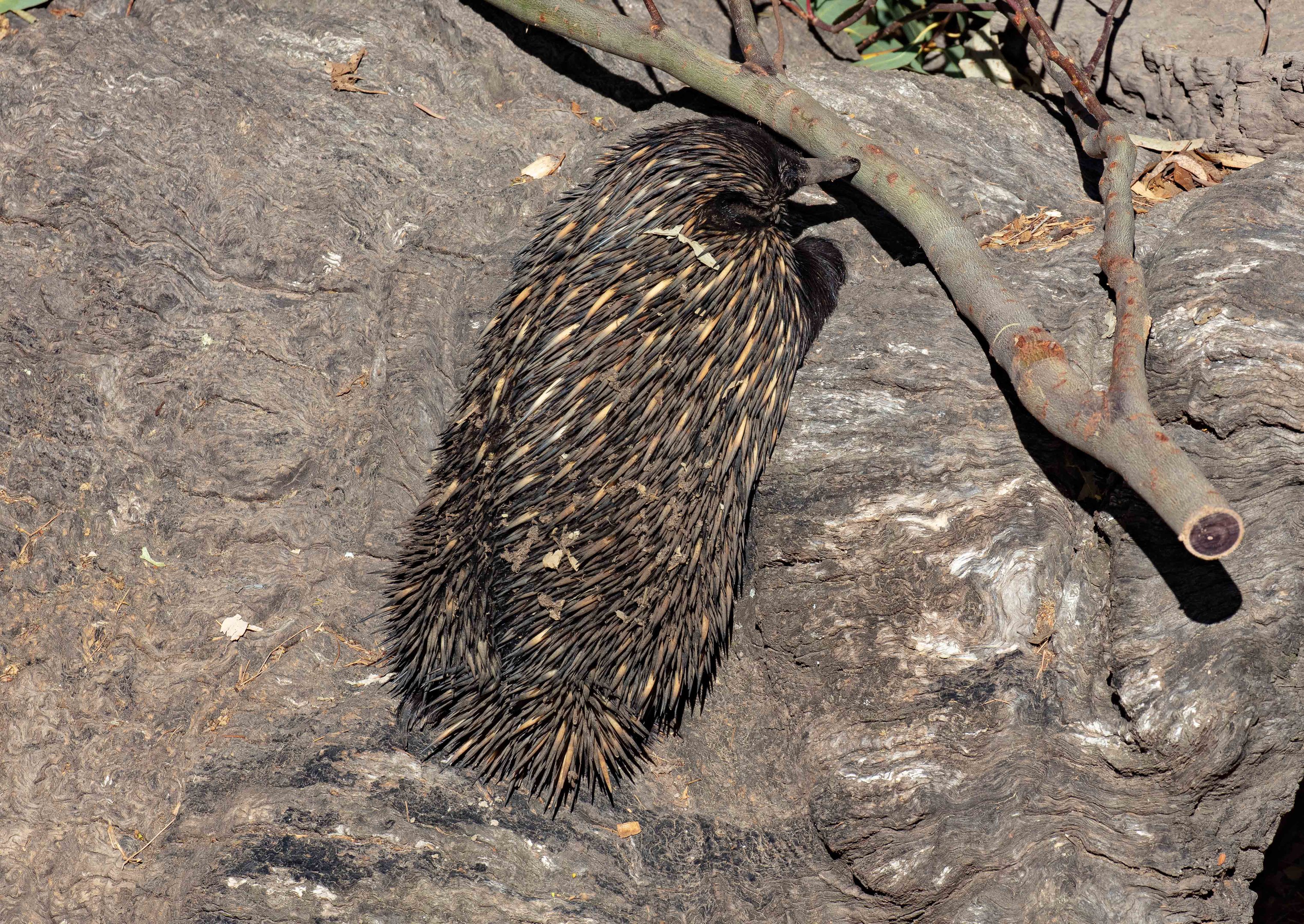 Echidna