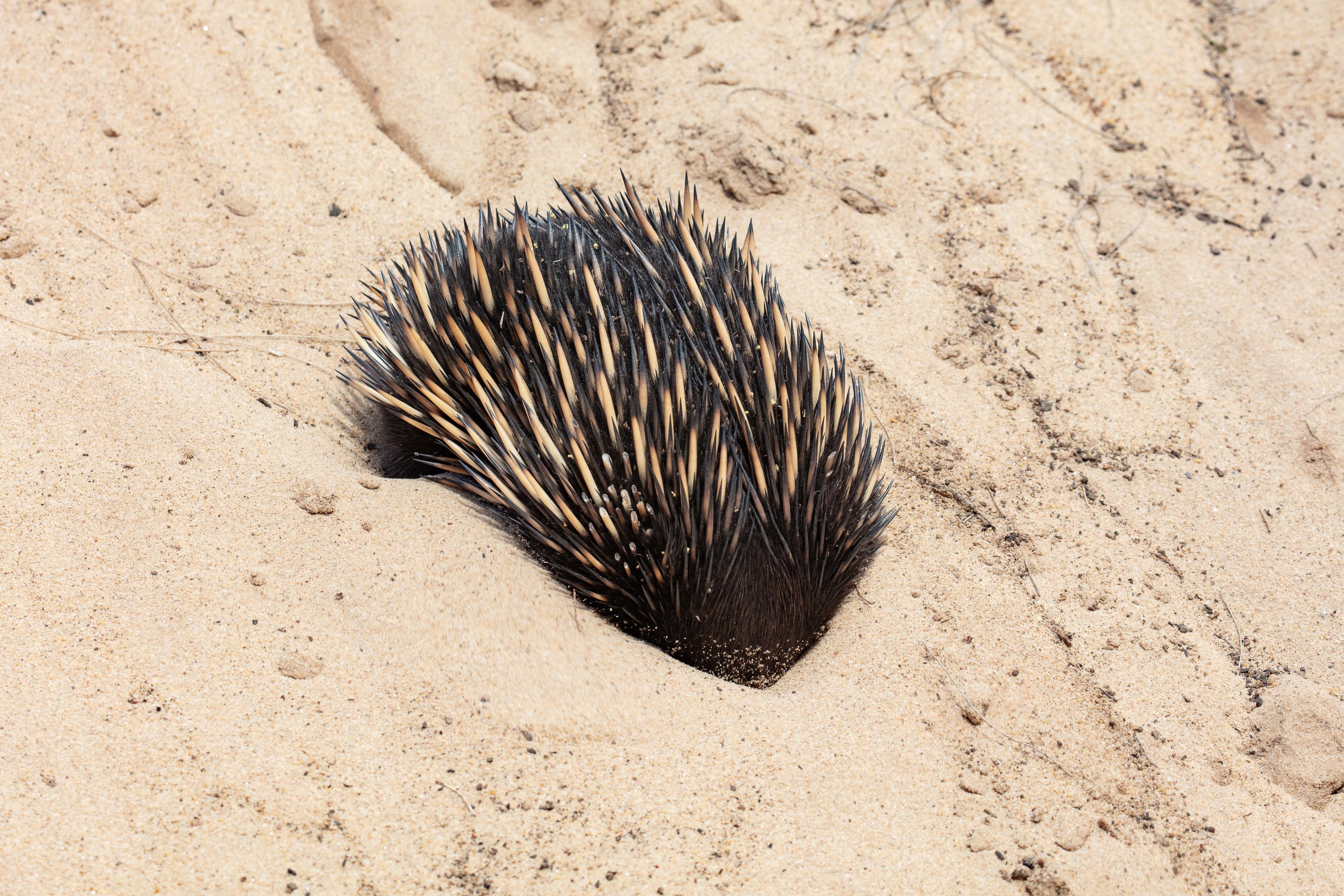 Echidna