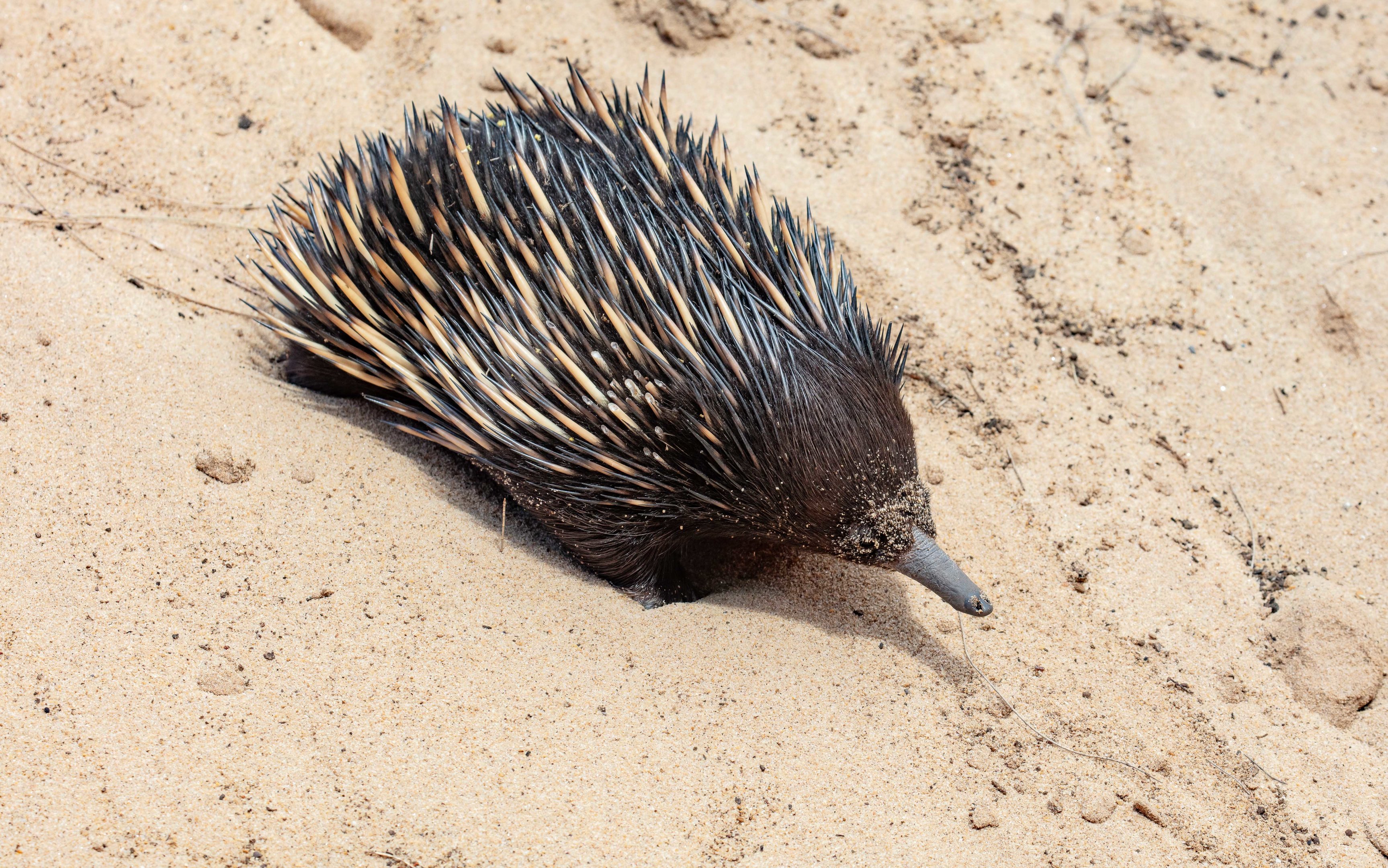 Echidna