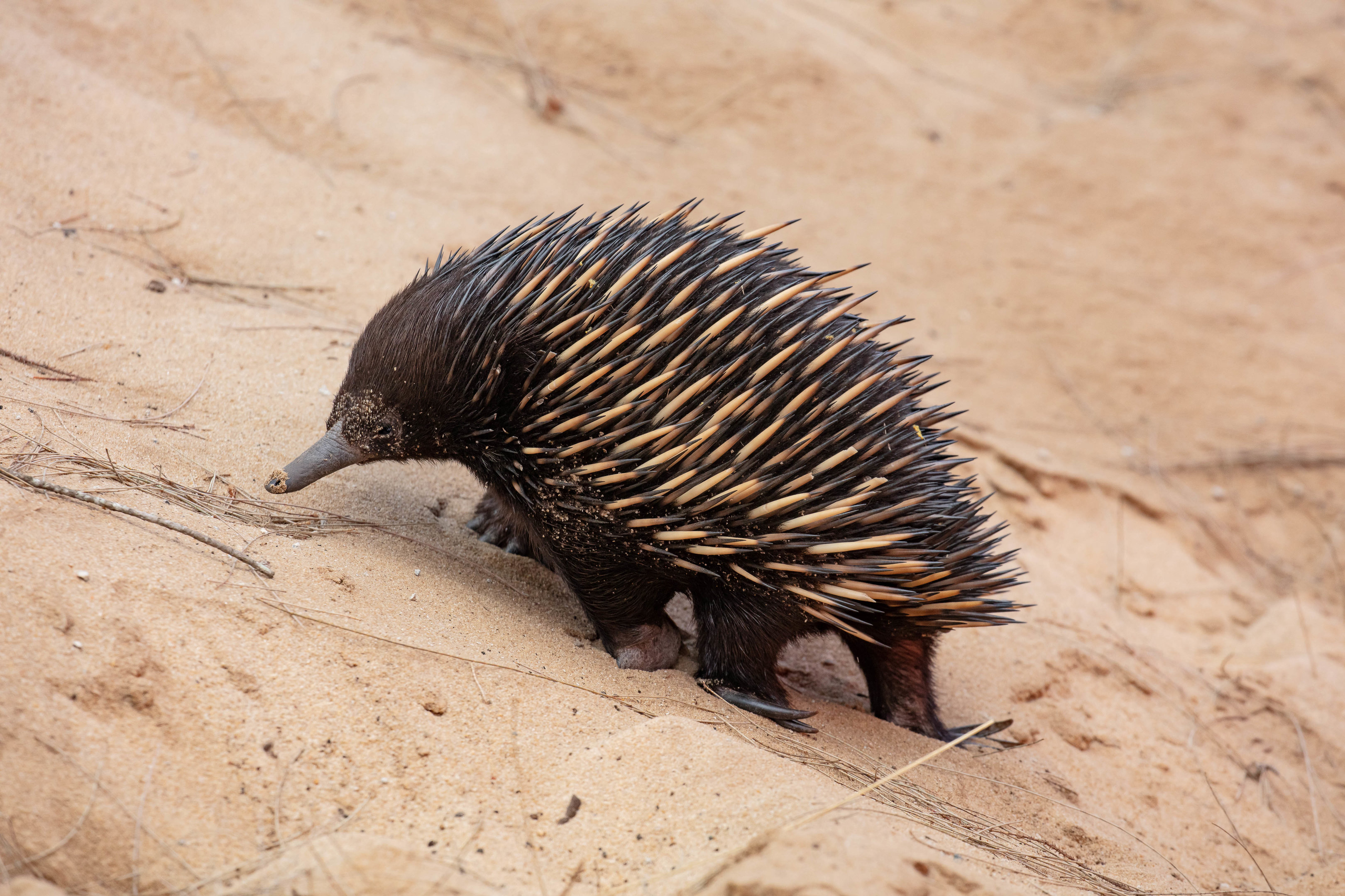 Echidna
