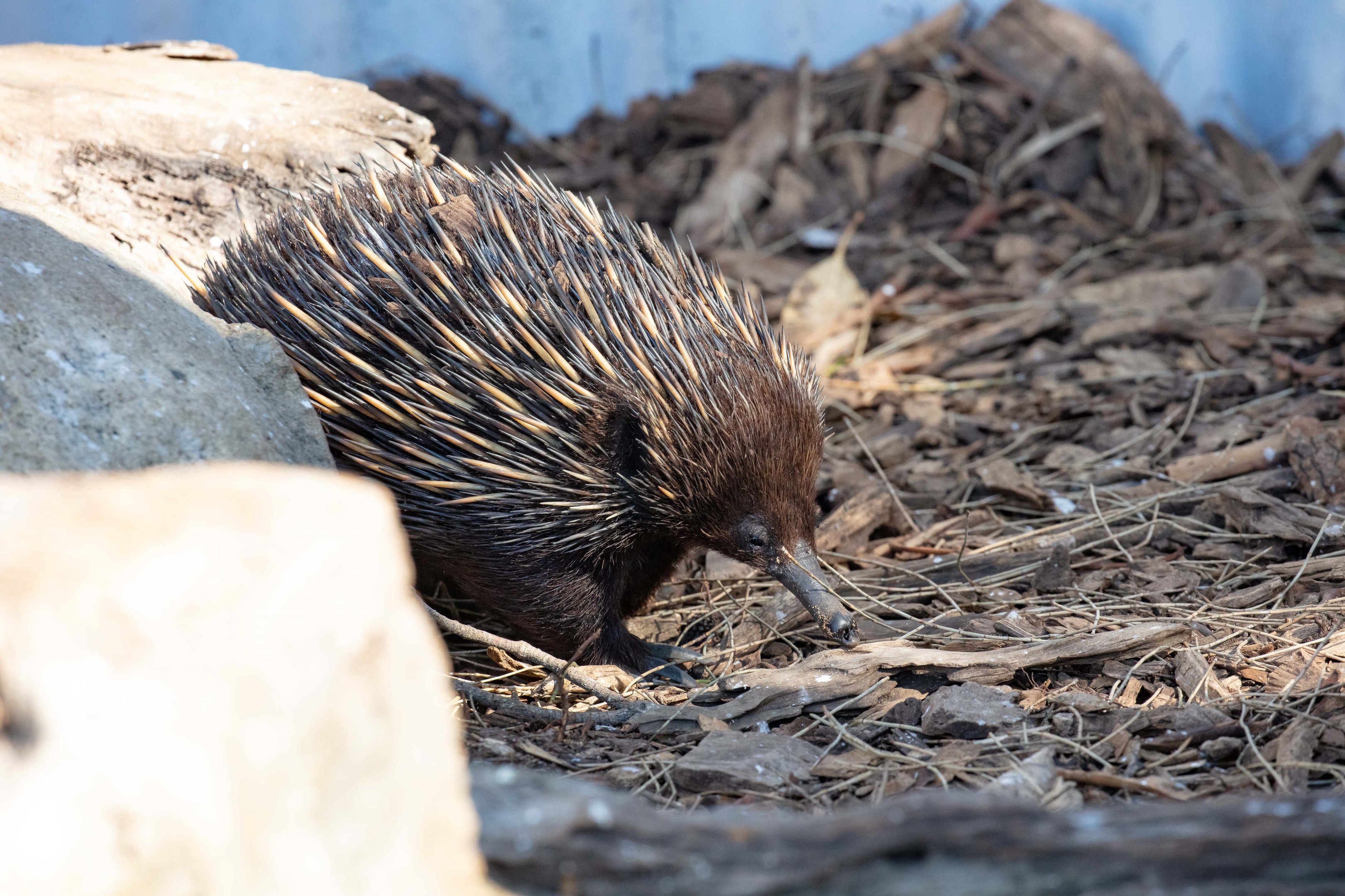Echidna
