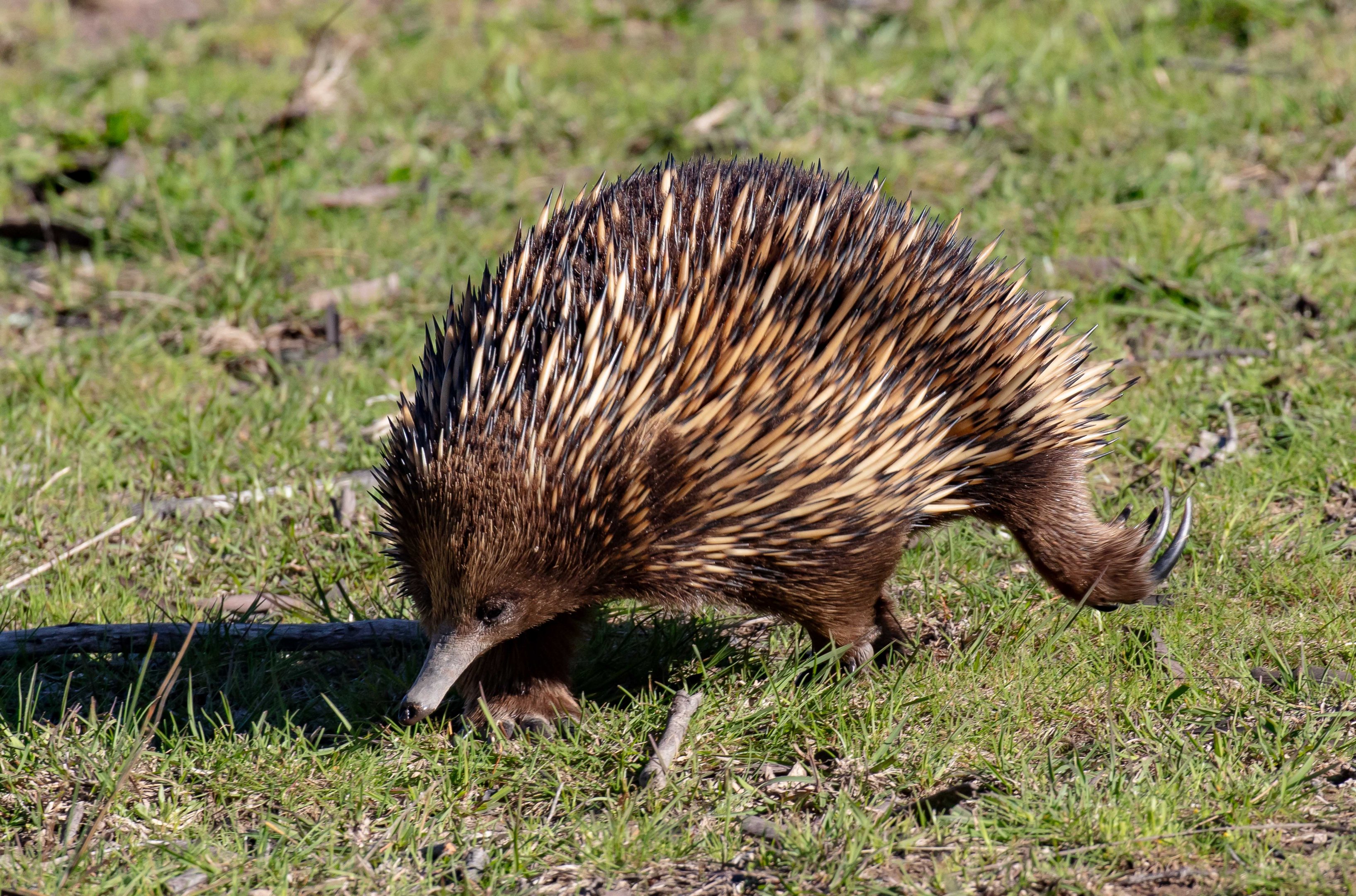 Echidna