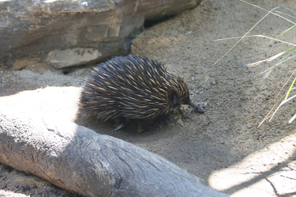 Echidna