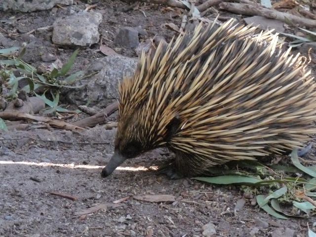 Echidna