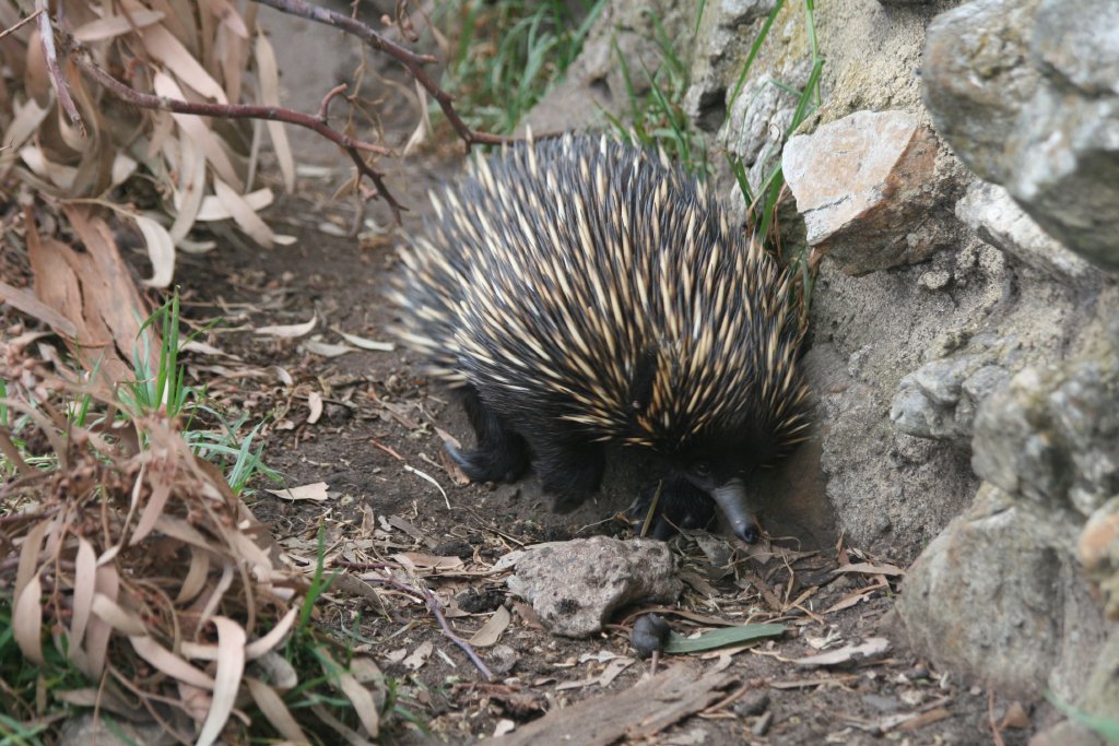 Echidna