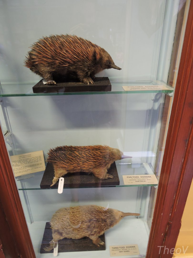 Echidnas [2016]