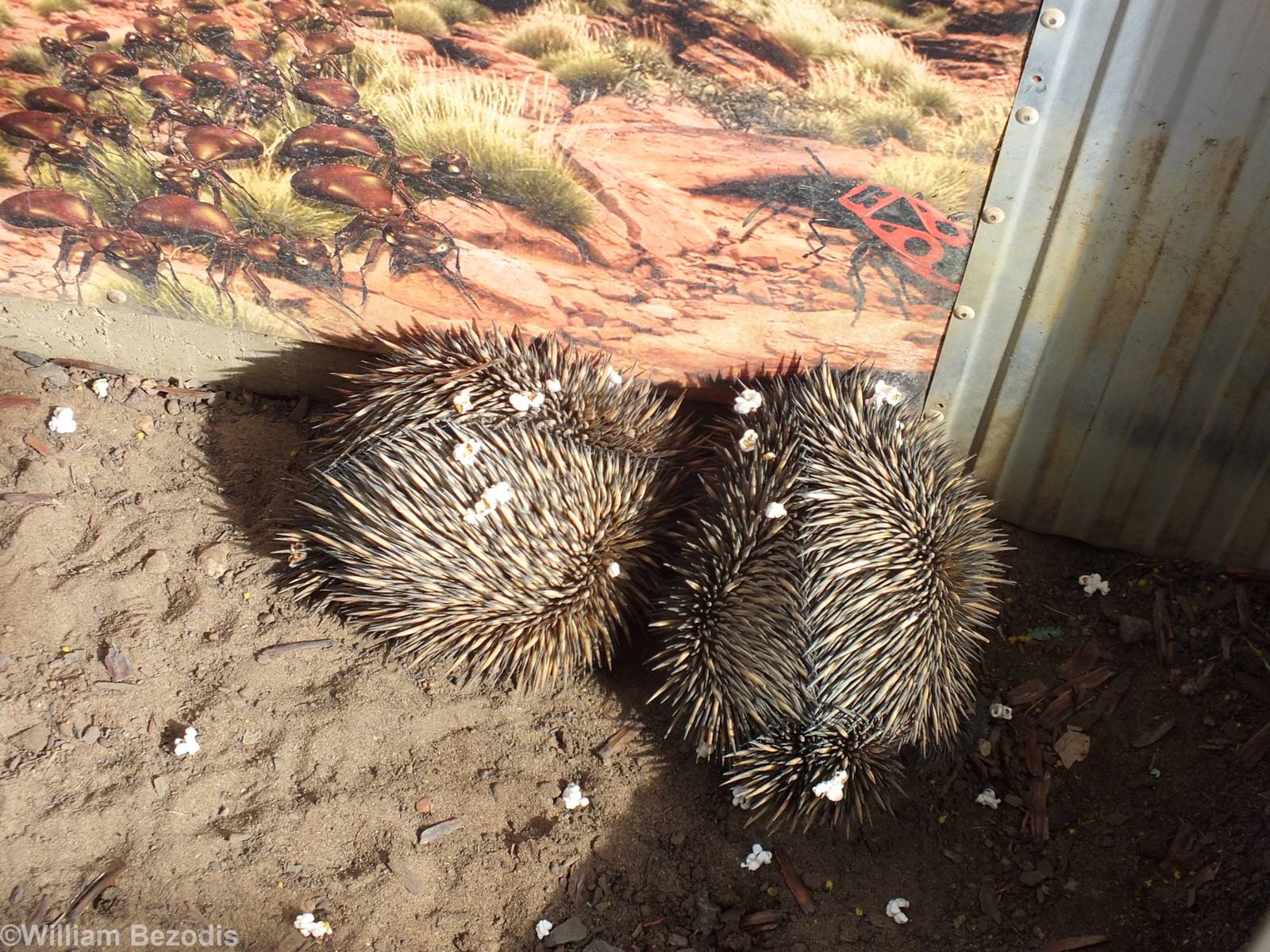 ECHIDNAS COVERED IN POPCORN!!! - Cohunu Koala Park