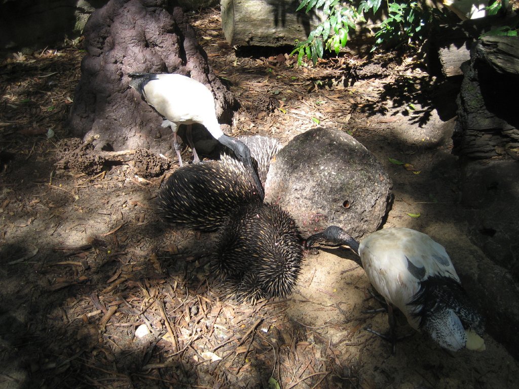 Echidnas feeding, white ibis helping themselves