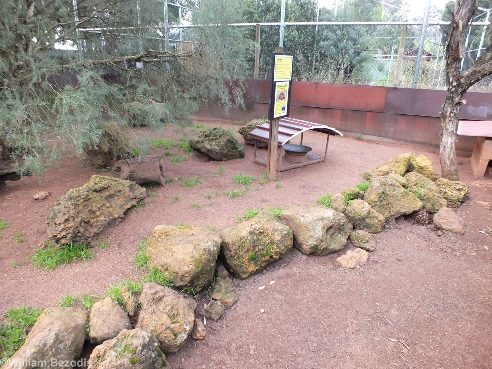 Echina Enclosure - Caversham Wildlife Park